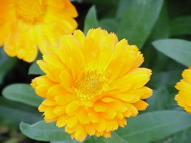 80 graines SOUCI JAUNE(Calendula Officinalis)H500 BON BON YELLOW MARIGOLD SEEDS