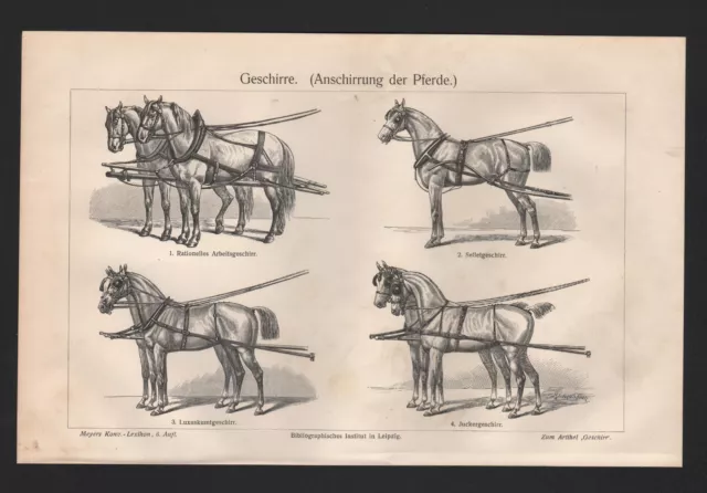 Lithografie 1905: Geschirre. (Anschirrung der Pferde.) Säuge-Tiere Pferd Turf