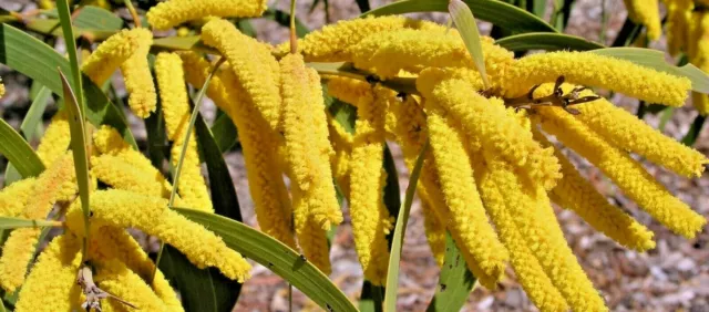 Plants Native Australian trees - Many varieties to choose - Hardy 10 seeds 🌱🌞 2