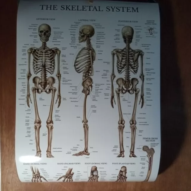 Laminated 18"X27" Anatomy The Muscular System/The Skeletal System Poster New