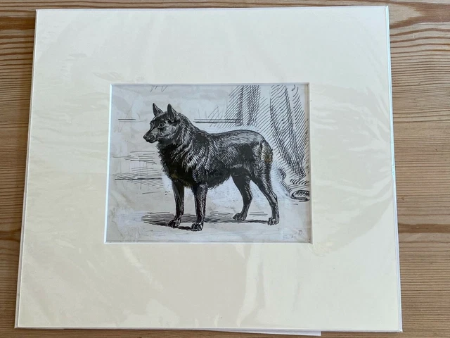 Original 1895 Antique Schipperke Dog Pen & Ink Drawing By S.t. Dadd