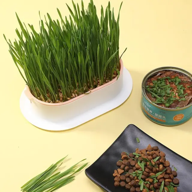 Soilless Catgrass Cat Grass Snack Growing Kit Cat Grass Planting Box> Fast 3