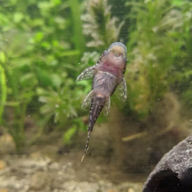 6 Pack Bristlenose Plecos Live Aquarium Fish Algae Eater (Ancistrus cirrhosus)
