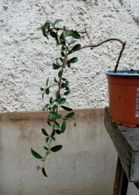 Bonsai - Pré bonsai pyracantha