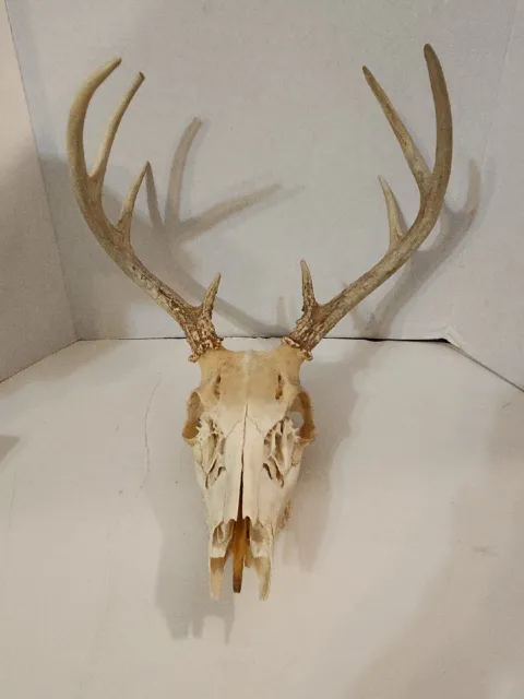 Weathered 8 pt. whitetail deer skull shed antlers horns taxideremy mount Rack #2