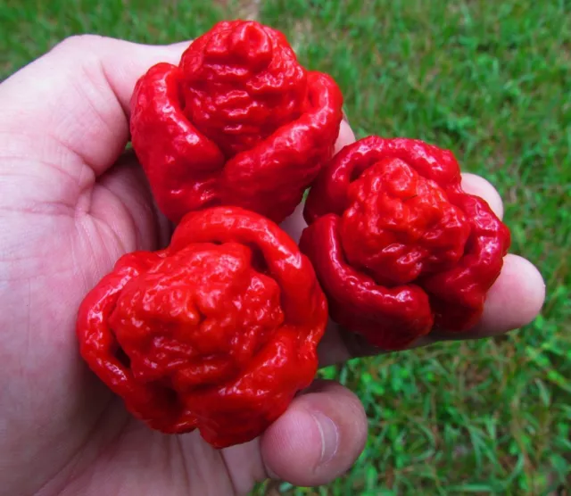 25 Semi Di Peperoncino Trinidad Scorpion Moruga  -Spedizione Gratuita "