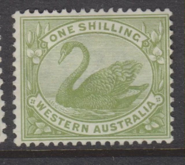 1898 - 1907- Western Australia- 1/- Olive Green Swan Mint -P.14 - Sg116 - W727