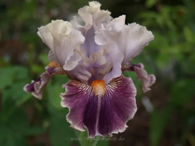 Schwertlilie / Iris " Grandescent "