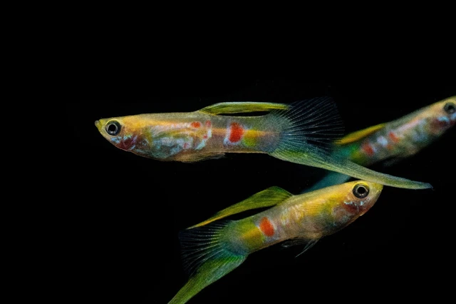 1 Pair MALE and FEMALE Live Guppy Fish - Lower Swordtail - Show Quality 1 Pair MALE and FEMALE Live Guppy Fish - Lower Swordtail - Show Quality