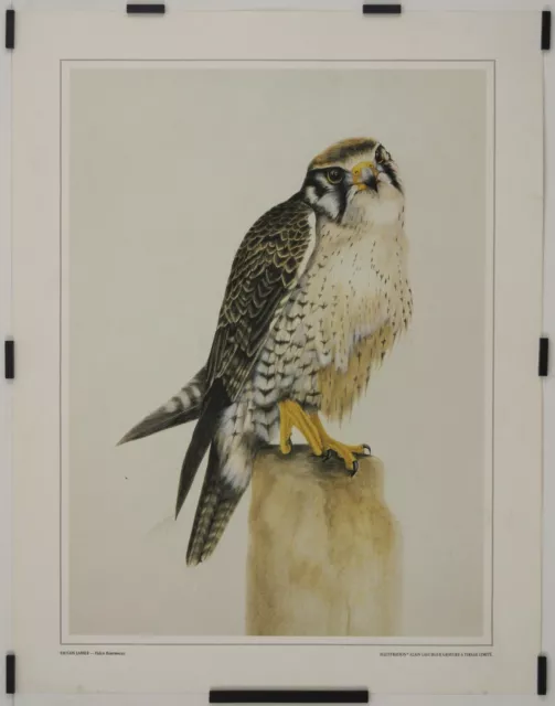 Lagurgue Alain Falcon Lanier - Falco Biarmicus 1982 engraving animals bird