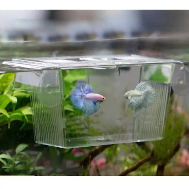 Acrylic Fish Tank Holder Aquarium Incubator Tropical Breeding Isolation Box