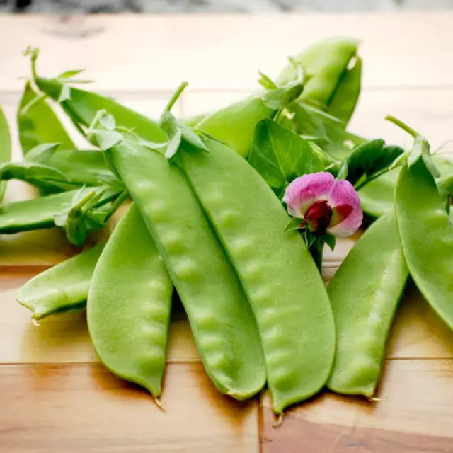 Snow Pea Seeds Yakumo Giant Heirloom Vegetable Garden SNOW PEA SEED YAKUMO GIANT