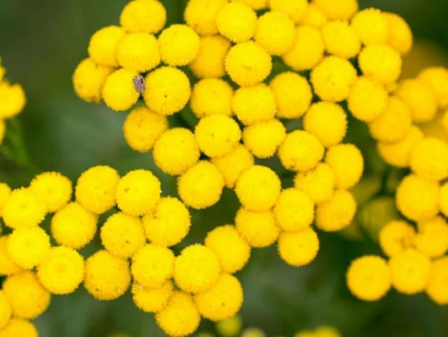 500 Graines de Tanaisie -  fleurs plante amie pour traitement méthode BIO