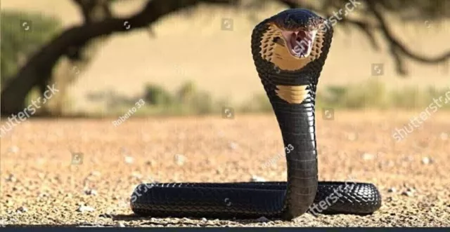 Dévoilement du pouvoir puissant de la pierre de perle rare King Cobra 2