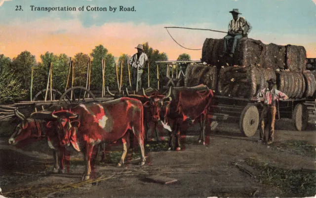 circa 1910 Transporting Cotton Wagon Ox Postcard 2R5-445