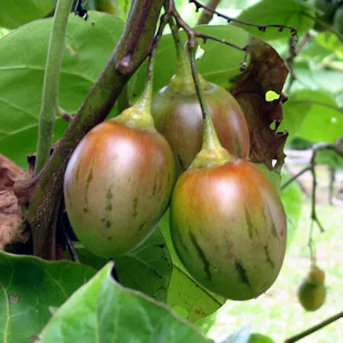 Graines / Seeds: Cyphomandra betacea / Tomate Arbuste / Tamarillo (20)