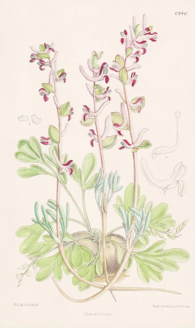 Corydalis Ledebouriana Asia Flower Botany Flower Botany Lithograph Curtis 6946