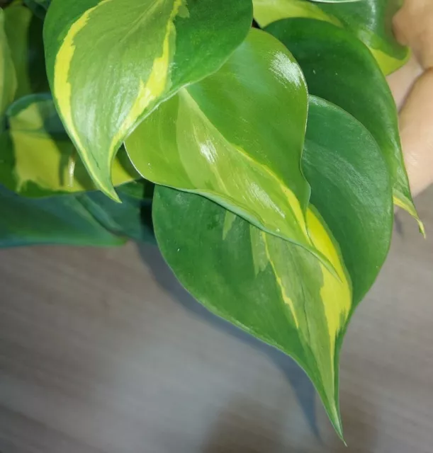 Philodendron " Carnival " Efeutute Scindapsus Epipremnum Pothos Plant