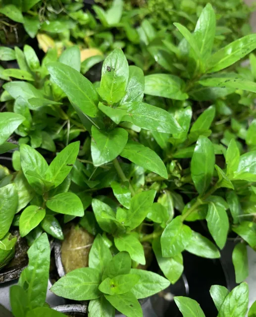 BUY 2 GET 1 FREE Staurogyne Repens Clump S. Repens Easy Live Aquarium Plants ✅