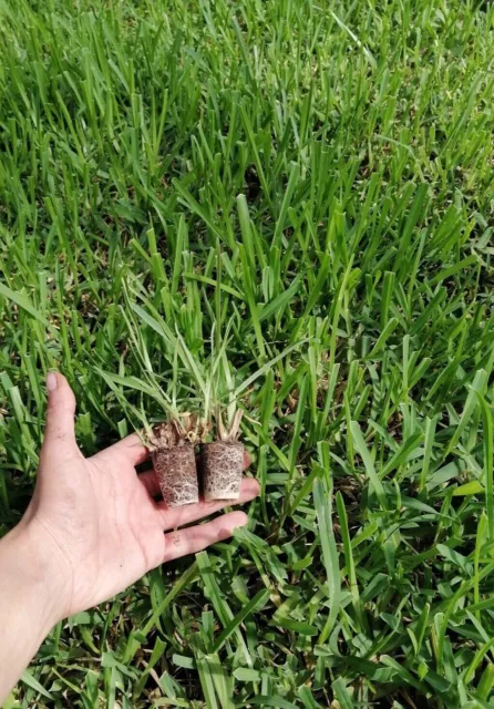 Prato verde gramignone seminiera da 104 piante