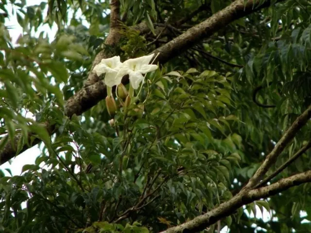 Radermachera Sinica, Árbol Serpiente,150 semillas frescas,cosecha 2020