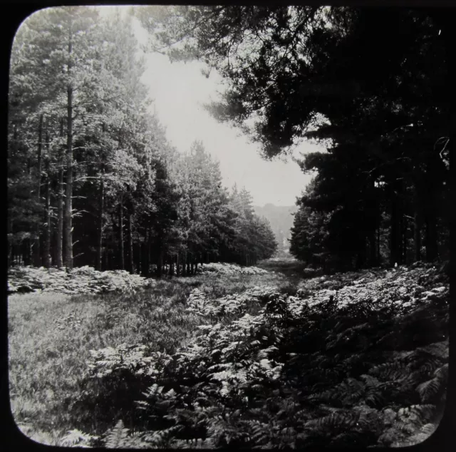 Glass Magic Lantern Slide A NEW FOREST RIDE C1890 VICTORIAN PHOTO TREES