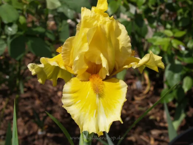 Lirio espada / Iris " Coloursonic"