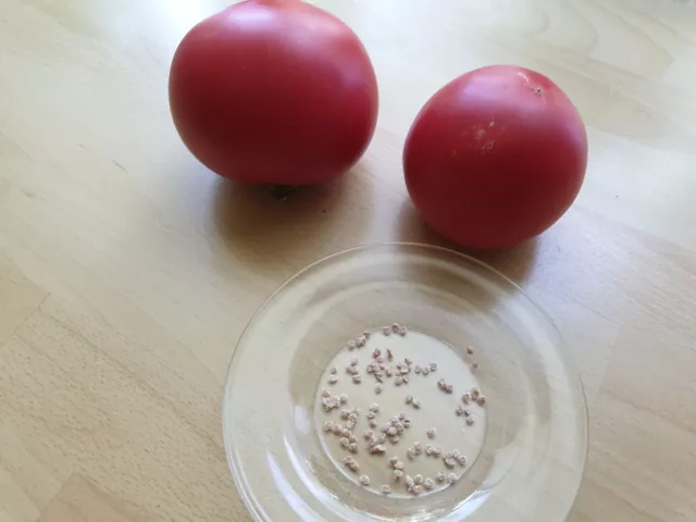 Amela Tomatensamen Samen 12 Stück.