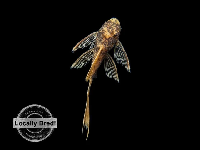 Longfin Super Red Calico Bristlenose Pleco (Ancistrus sp.), Locally-Bred
