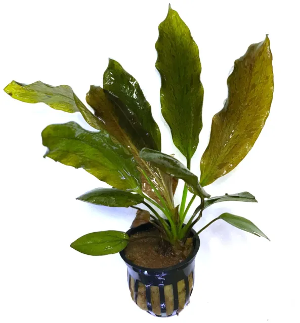 Ozelot Red Sword Potted (Echinodorus ozelot) - Live Plant - Grown Submersed