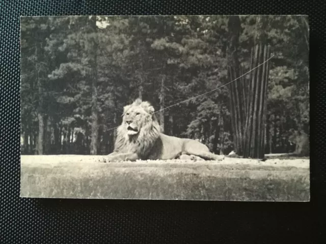 CPA 75 PARIS - Bois de Vincennes Zoological Park - A Lion on its Plateau