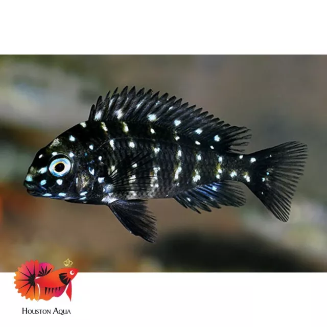 (Single) Duboisi Cichlid Size 0.8" - Live Cichlid Fish - Aquarium Live Fish