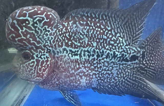 LIVE TROPICAL Fish- flowerhorn cichlid -6 Inch-