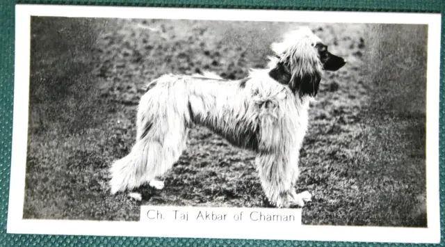 AFGHAN HOUND   Show Champion   Vintage 1939 Photo Card  BD24