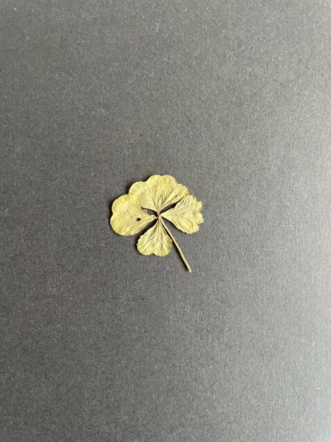 TRÈFLE À CINQ Feuilles - Une Rareté Légendaire en très bon état de conservation EUR 5.000,00
