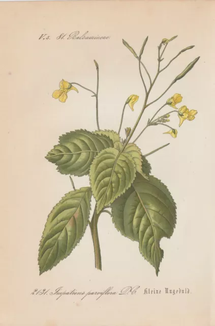 Kleines Springkraut (Impatiens parviflora) Chromo-Lithographie von 1885