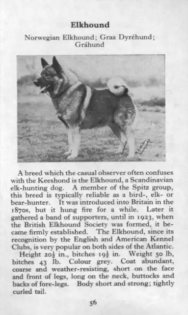 Norwegian Elkhound - 1970 Vintage Dog Art Photo Print - Matted GIFT