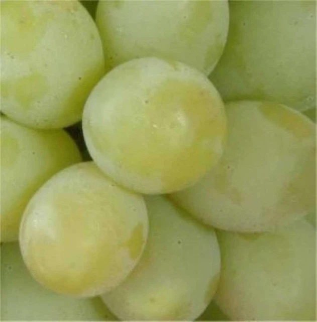 Weinrebe Romulus kernlose Trauben 80-100cm - Vitis