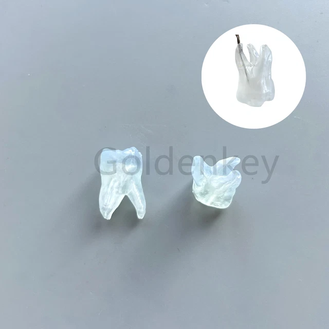 DENTAL ENDO ROOT Canal Pulp Apical File Practise Molar Teeth Model 26