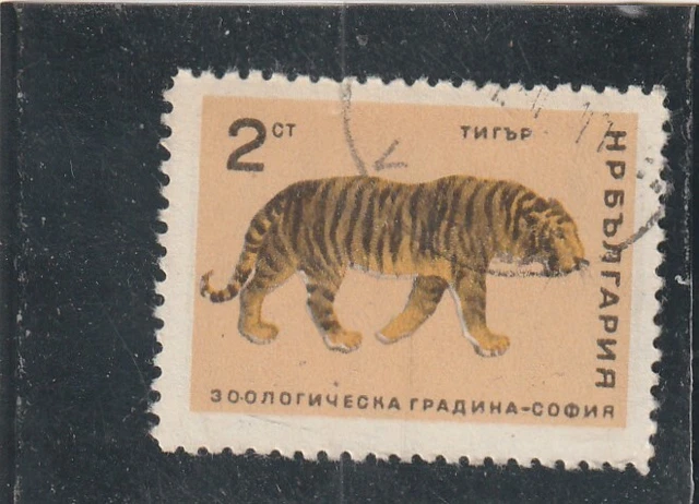 L5173 BULGARIE TIMBRE N° Y & T 1417 de 1966 " Tigre " Oblitéré