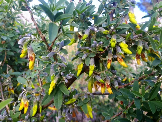 Anagyris foetida (Amazing plant !!!!)