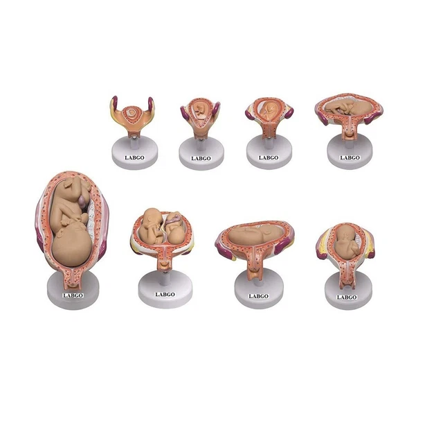 STAGES OF FETAL Development Anatomical Model Set Embryo Set LABGO52 Biology Diagrams