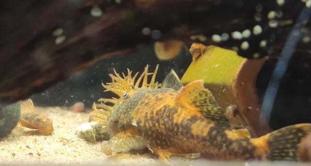 2 Calico Bristlenose Plecos, Super Red Marble gene (Ancistrus sp.)@ 1.5" - 2"