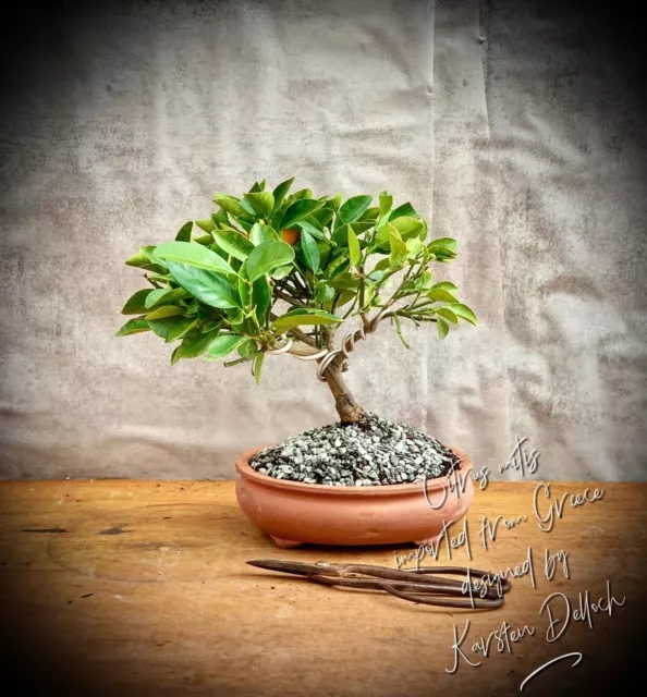 Citrus mitis - Calamondin / Zwerg-Orange BONSAI 8 Years Old #2