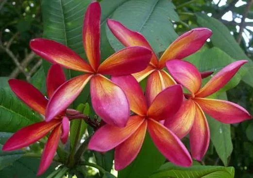 FRANGIPANIER  rouge parfum exquis  PLUMERIA