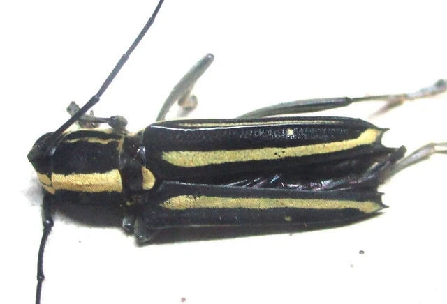 N011 PA : Cerambycidae: Glenea bivittata? 17mm********************************