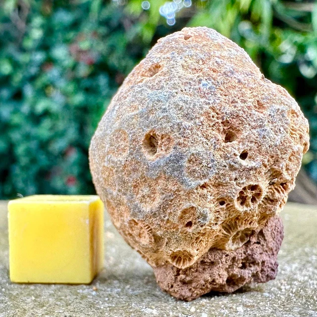 Jurassic Coral Fossil from Wiltshire, UK - Genuine Fossils for Sale