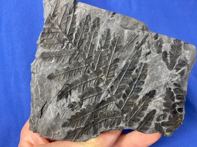 Carboniferous Mariopteris nervosa  Fossil, Fossilien, Karbon, plant, Germany