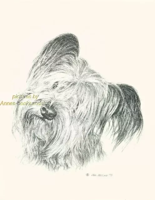 # 100 SKYE TERRIER portrait  dog art print * Pen and ink drawing * Jan Jellins