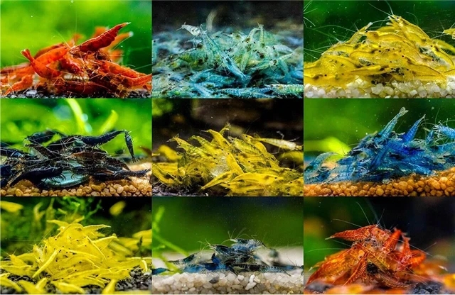 10 (+2DOA) Adult Neocaridina Candy Skittle Live Shrimp Mixed Colors. LIVE G